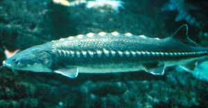 Green sturgeon in Monterey Aquarium Photo by Pat Higgins