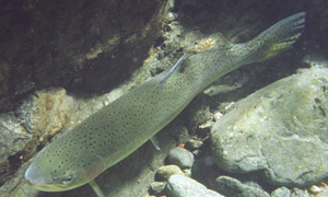 Summer steelhead in the Salmon River. Photo by Pat Higgins