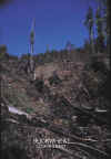 clearcut_closeup_rrraul.jpg (90719 bytes)