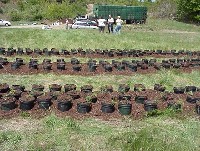 sheepscot_nursery2.jpg 93K