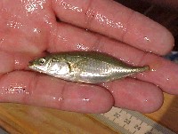 stickleback_3.jpg 55K