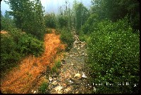 indian_creek_east_fork.jpg 124K