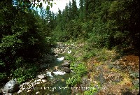 salmon_river_n_frk_mule_br.jpg 127K