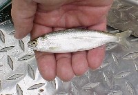 chinooksmolt.jpg 49K