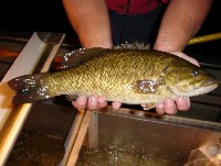 smallmouth_bass.jpg 165K